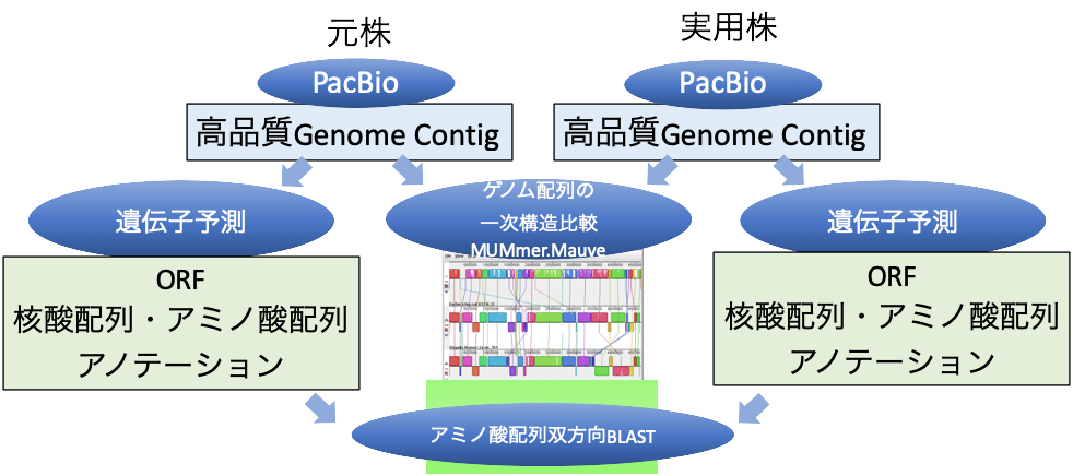 微生物 植物 動物のゲノム比較サービス Br Genome Comparison Services バイオ事業 株式会社メイズ